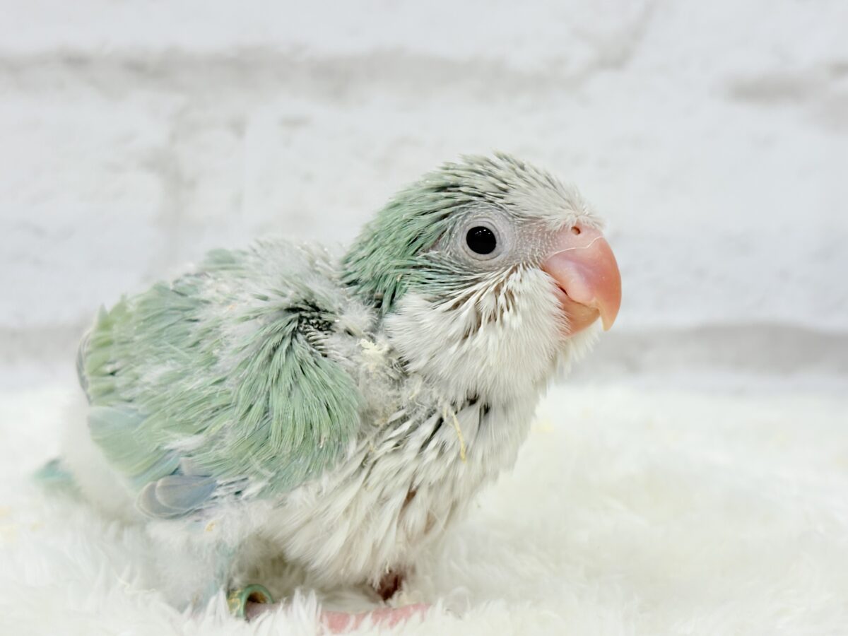 オキナインコ