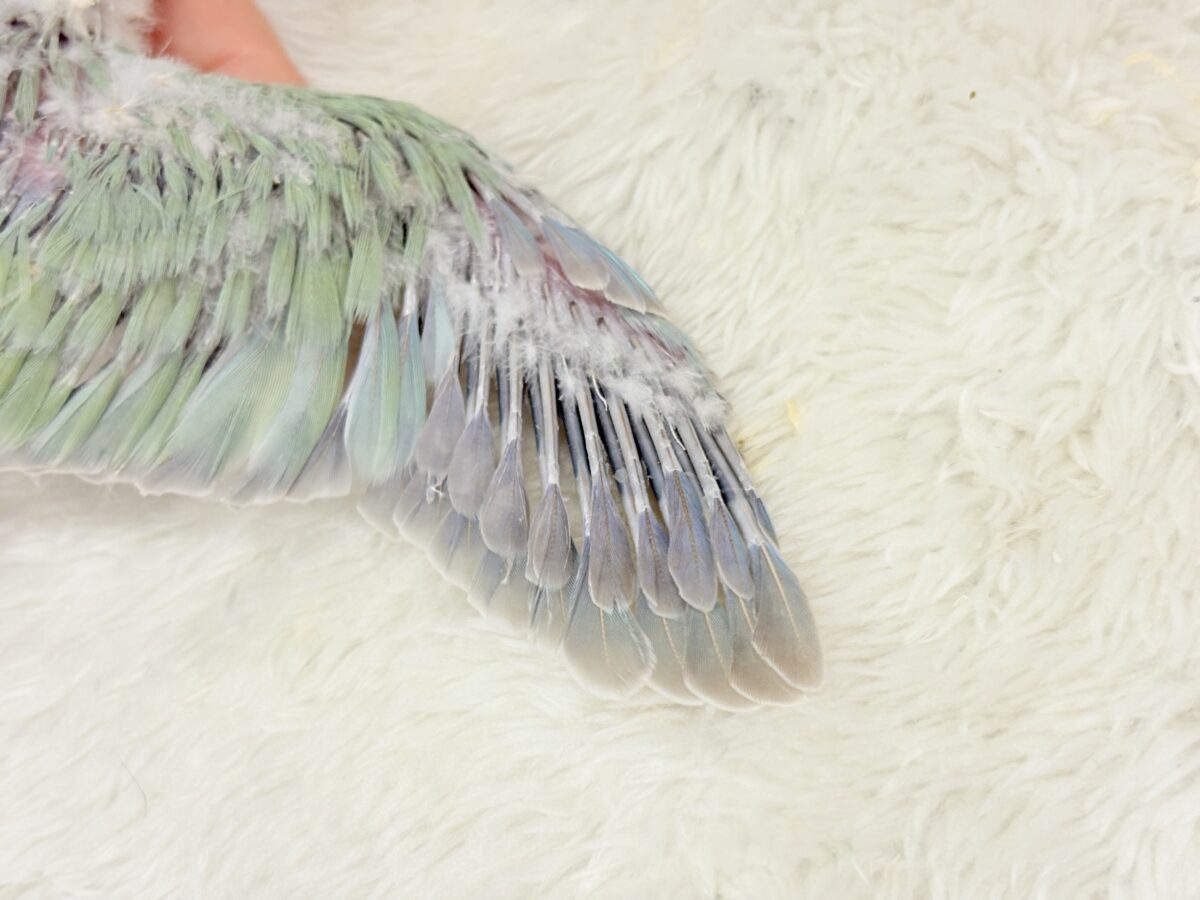 もこもこふわふわ青リンゴ🐣🍏💚オキナインコ(アクアブルーパリド) ヒナ オキナインコ