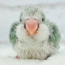 もこもこふわふわ青リンゴ🐣🍏💚オキナインコ(アクアブルーパリド) ヒナ