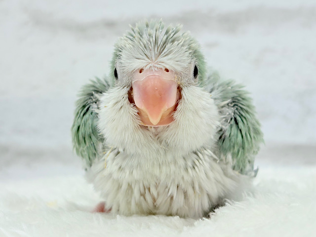 もこもこふわふわ青リンゴ🐣🍏💚オキナインコ(アクアブルーパリド) ヒナ もこもこふわふわ青リンゴ🐣🍏💚オキナインコ(アクアブルーパリド) ヒナ
