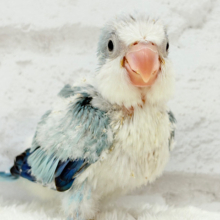 ワキワキダンスは世界を救う！？🐣🌎✨オキナインコ(ブルーオパーリン) ヒナ