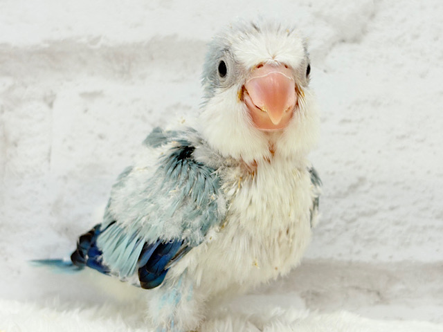 ワキワキダンスは世界を救う!?🐣🌎✨オキナインコ(ブルーオパーリン) ヒナ ワキワキダンスは世界を救う!?🐣🌎✨オキナインコ(ブルーオパーリン) ヒナ
