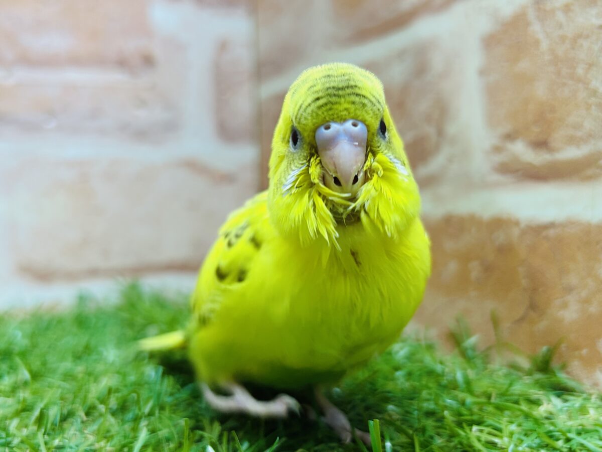 ⚡⚡黄色×黒色⚡⚡ ハルクインカラーのセキセイちゃんがやってきましたよ~💛 セキセイインコ セキセイインコ