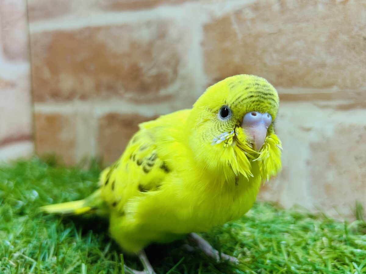 ⚡⚡黄色×黒色⚡⚡ ハルクインカラーのセキセイちゃんがやってきましたよ~💛 セキセイインコ セキセイインコ