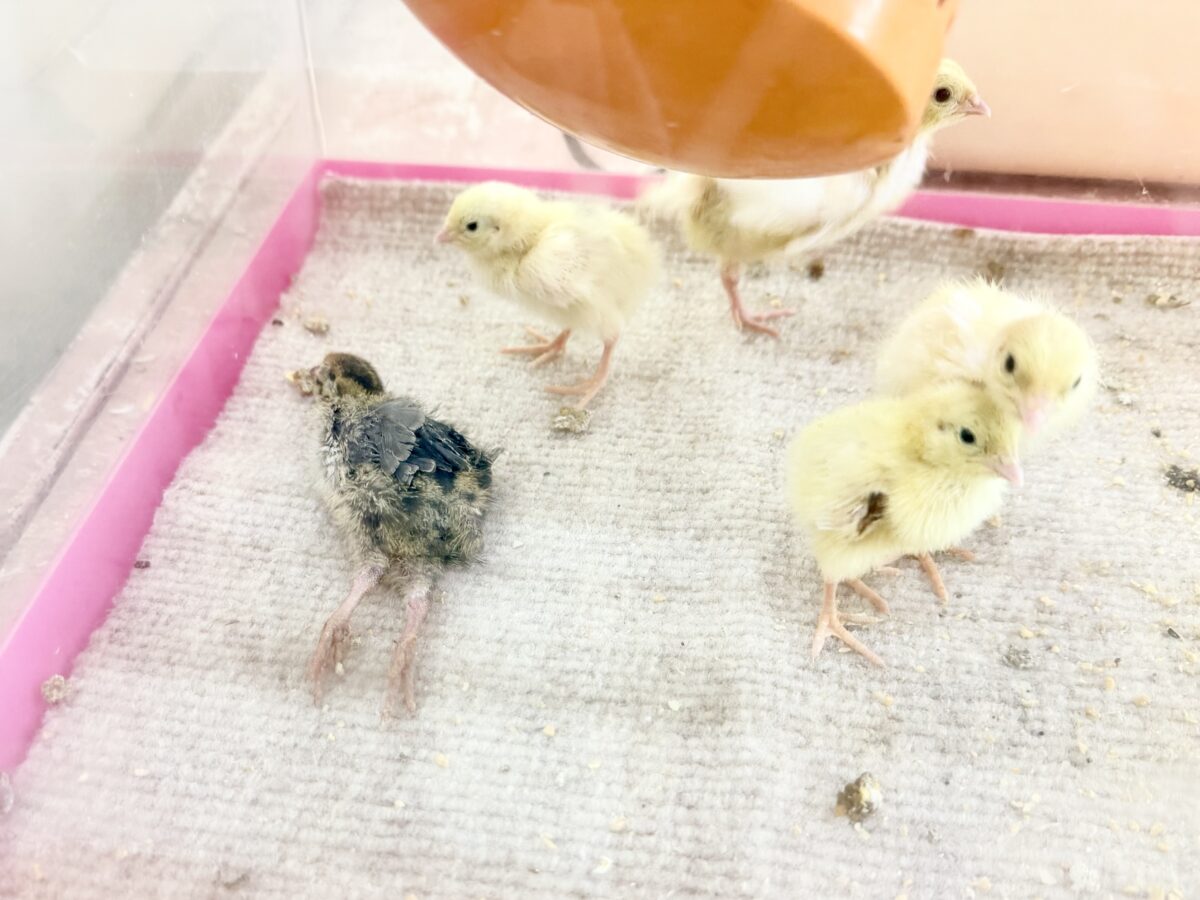 並ウズラ