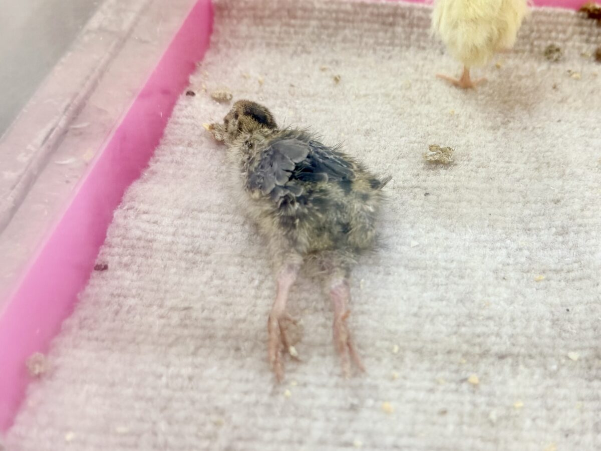 並ウズラ
