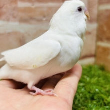 真っ白のアルビノカラーのセキセイちゃんがやってきましたよ～💖💖💖　セキセイインコ
