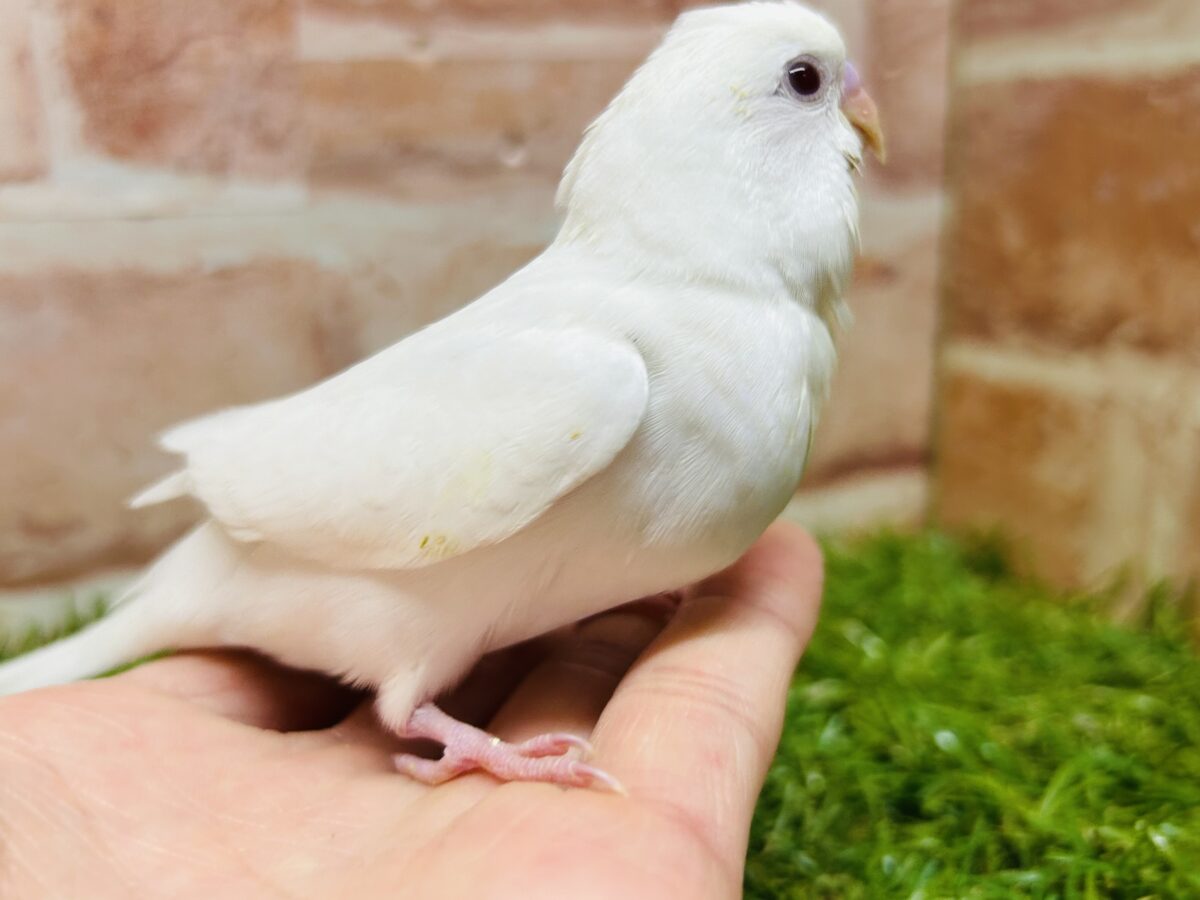 真っ白のアルビノカラーのセキセイちゃんがやってきましたよ～💖💖💖　セキセイインコ