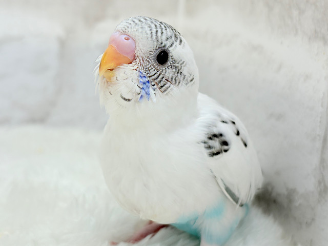 元気いっぱいごましおちゃん🐣🍙セキセイインコ(白ハルクイン) ヒナ