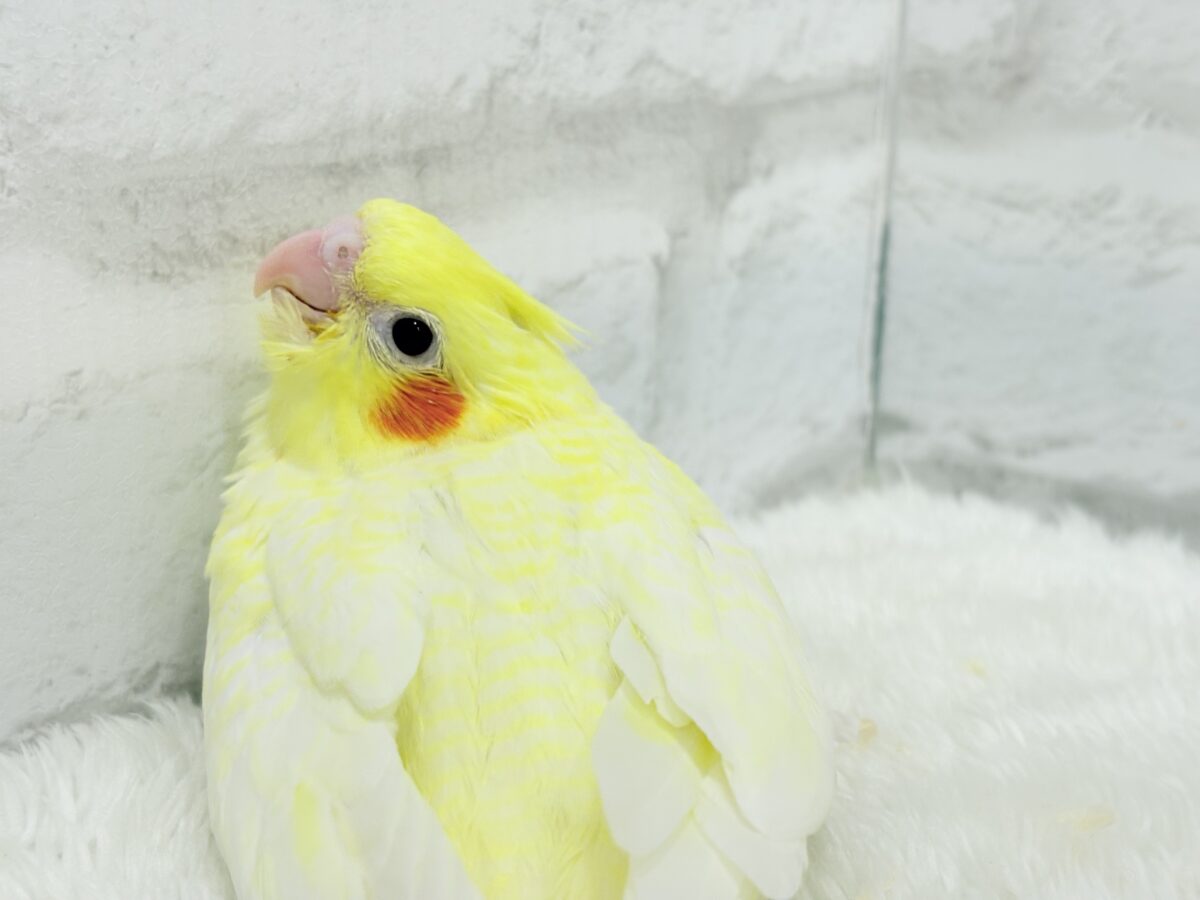 オカメインコ