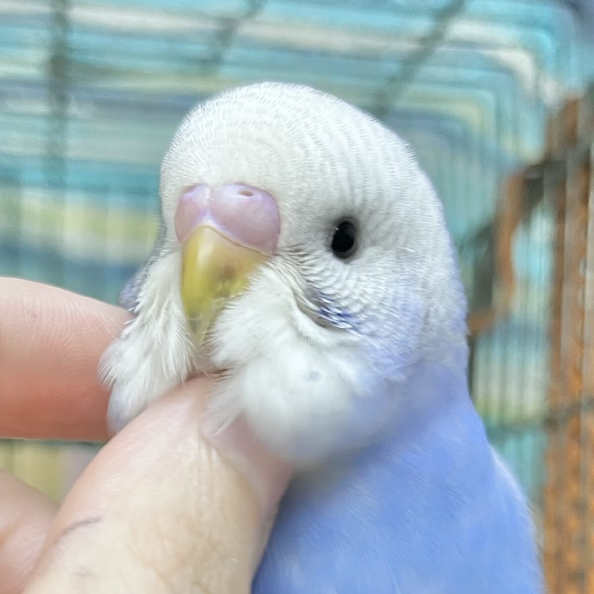 🆙最新画像あり‼️】可愛いモフちゃん☁️💕 セキセイインコ（ブルー