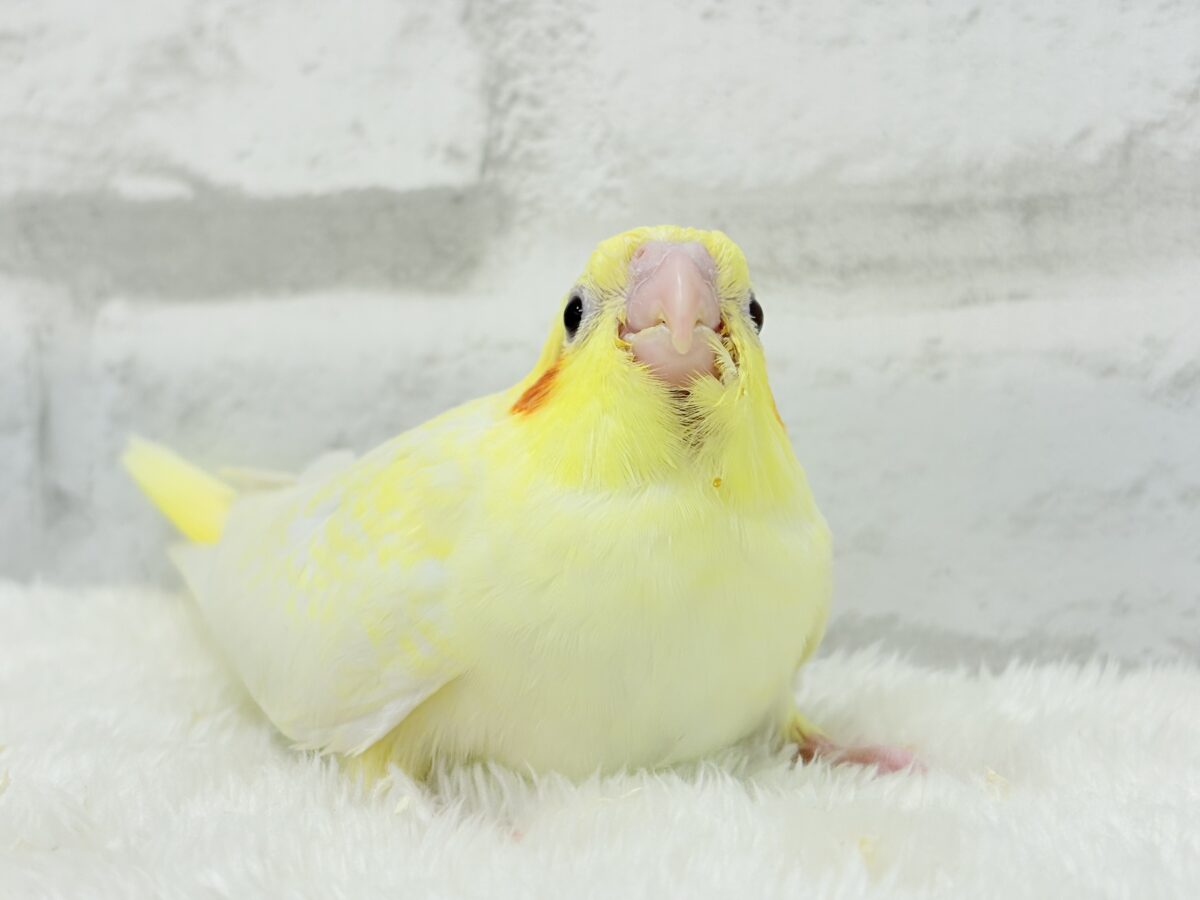 【最新画像更新🪄】未来に希望とワクワクたっぷり🐣💖オカメインコ(ルチノーパール) ヒナ オカメインコ