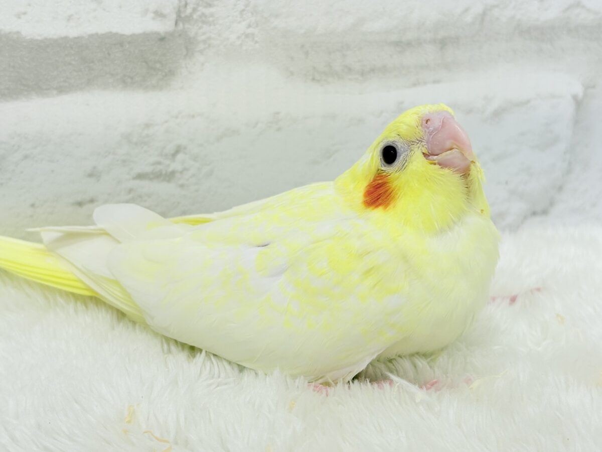 オカメインコ