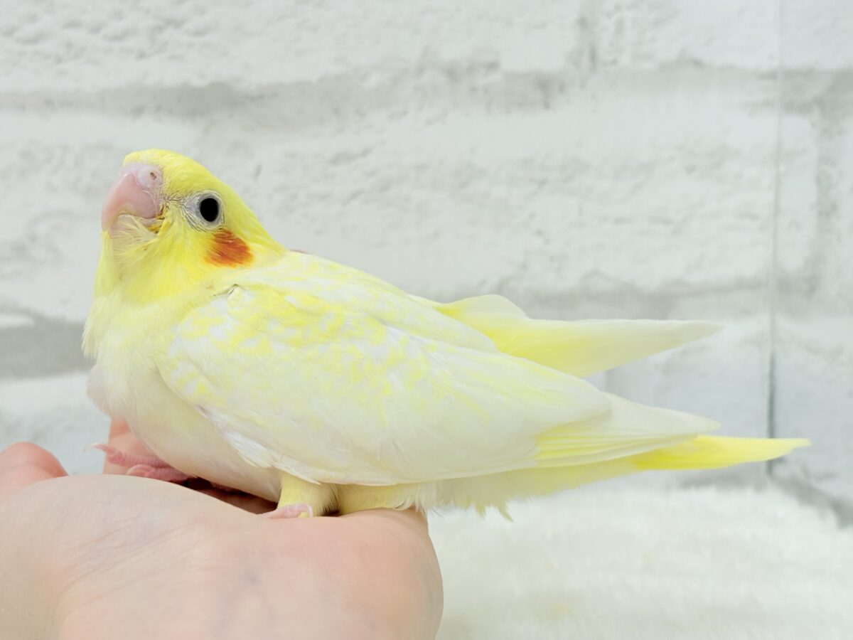 オカメインコ