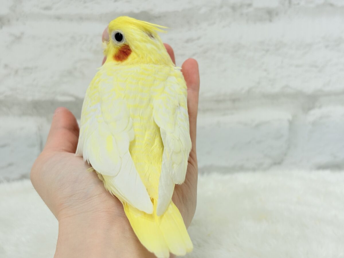 【最新画像更新🪄】未来に希望とワクワクたっぷり🐣💖オカメインコ(ルチノーパール) ヒナ オカメインコ