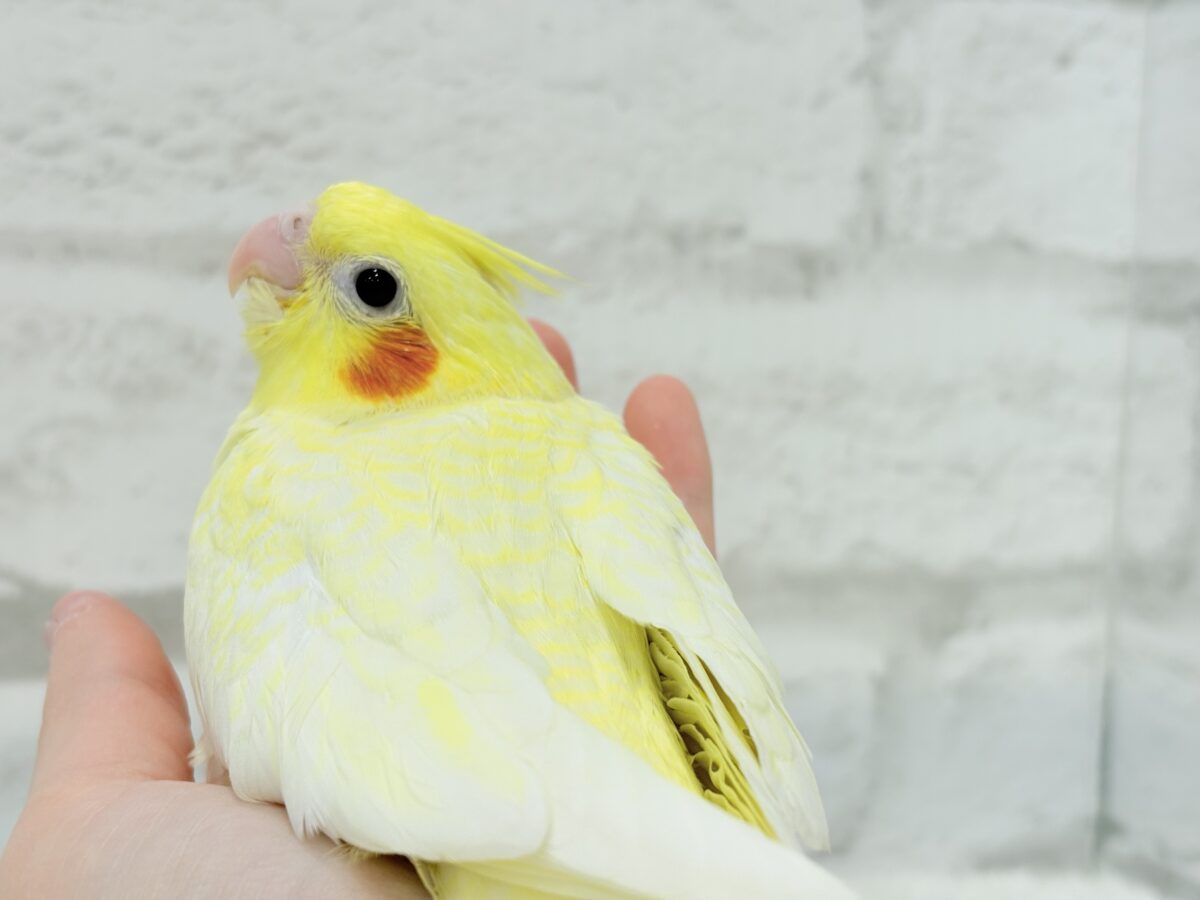 【最新画像更新🪄】未来に希望とワクワクたっぷり🐣💖オカメインコ(ルチノーパール) ヒナ オカメインコ