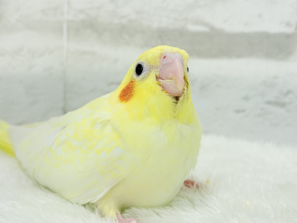 【最新画像更新🪄】未来に希望とワクワクたっぷり🐣💖オカメインコ(ルチノーパール) ヒナ オカメインコ