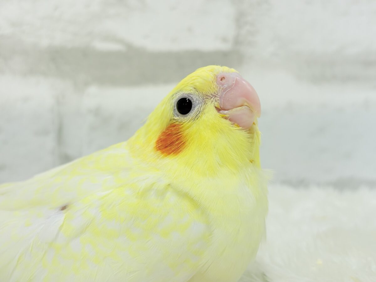 オカメインコ
