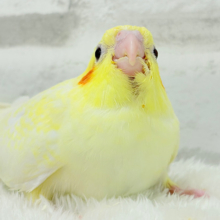 【最新画像更新🪄】未来に希望とワクワクたっぷり🐣💖オカメインコ(ルチノーパール) ヒナ