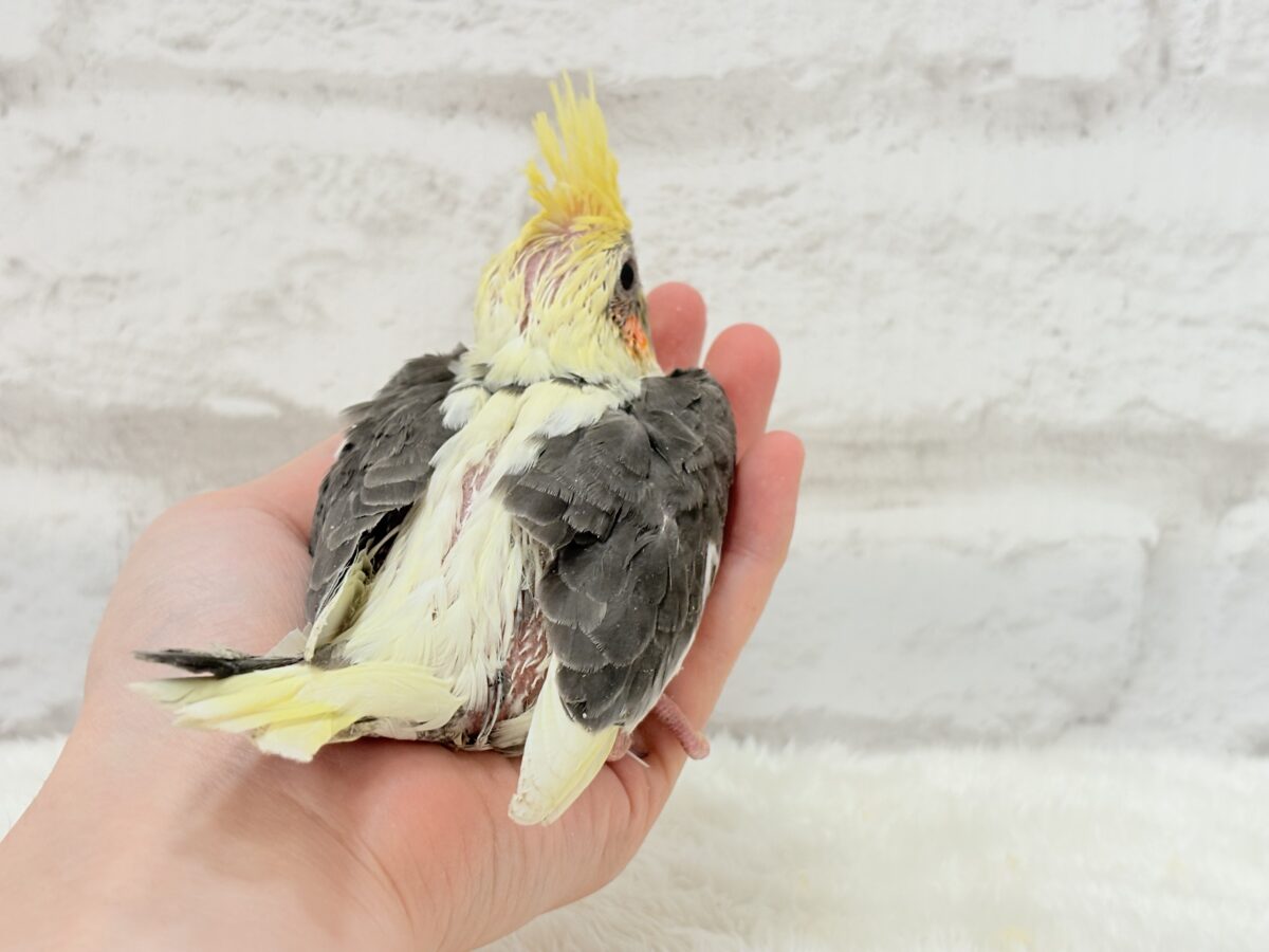 オカメインコ