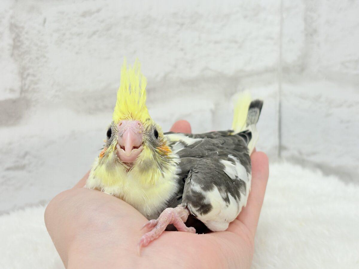 オカメインコ