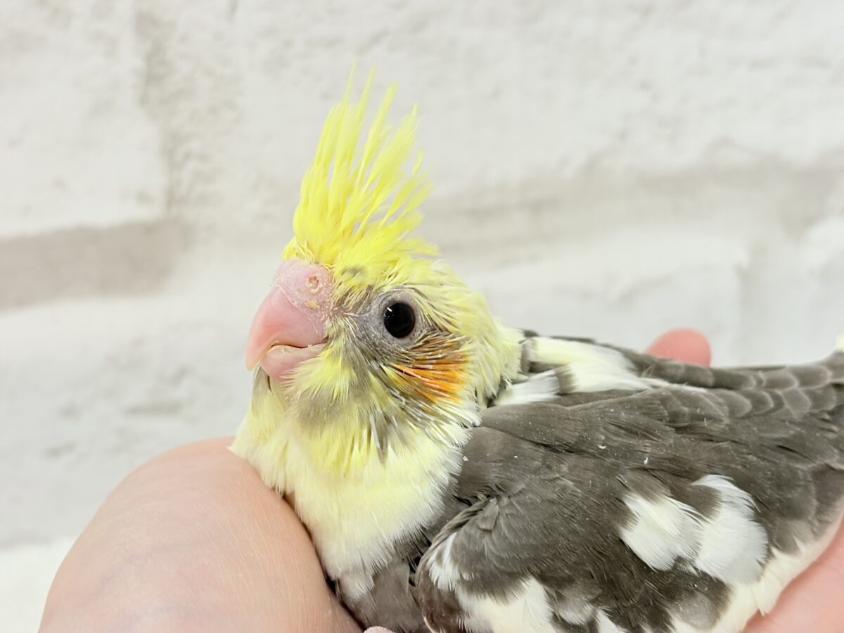 オカメインコ