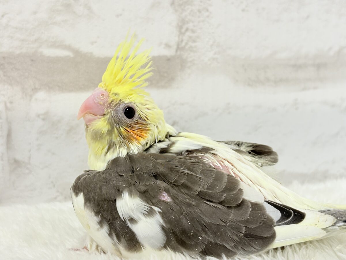 オカメインコ