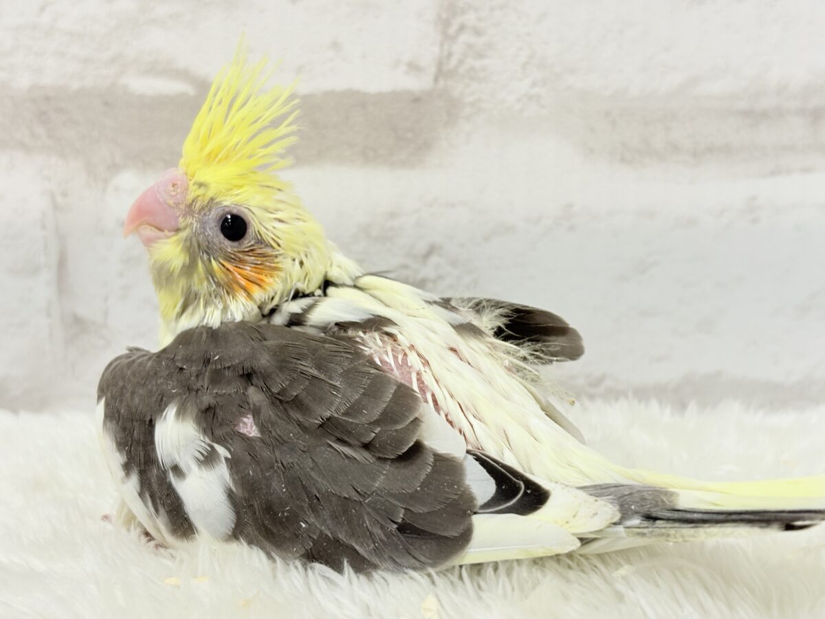 オカメインコ