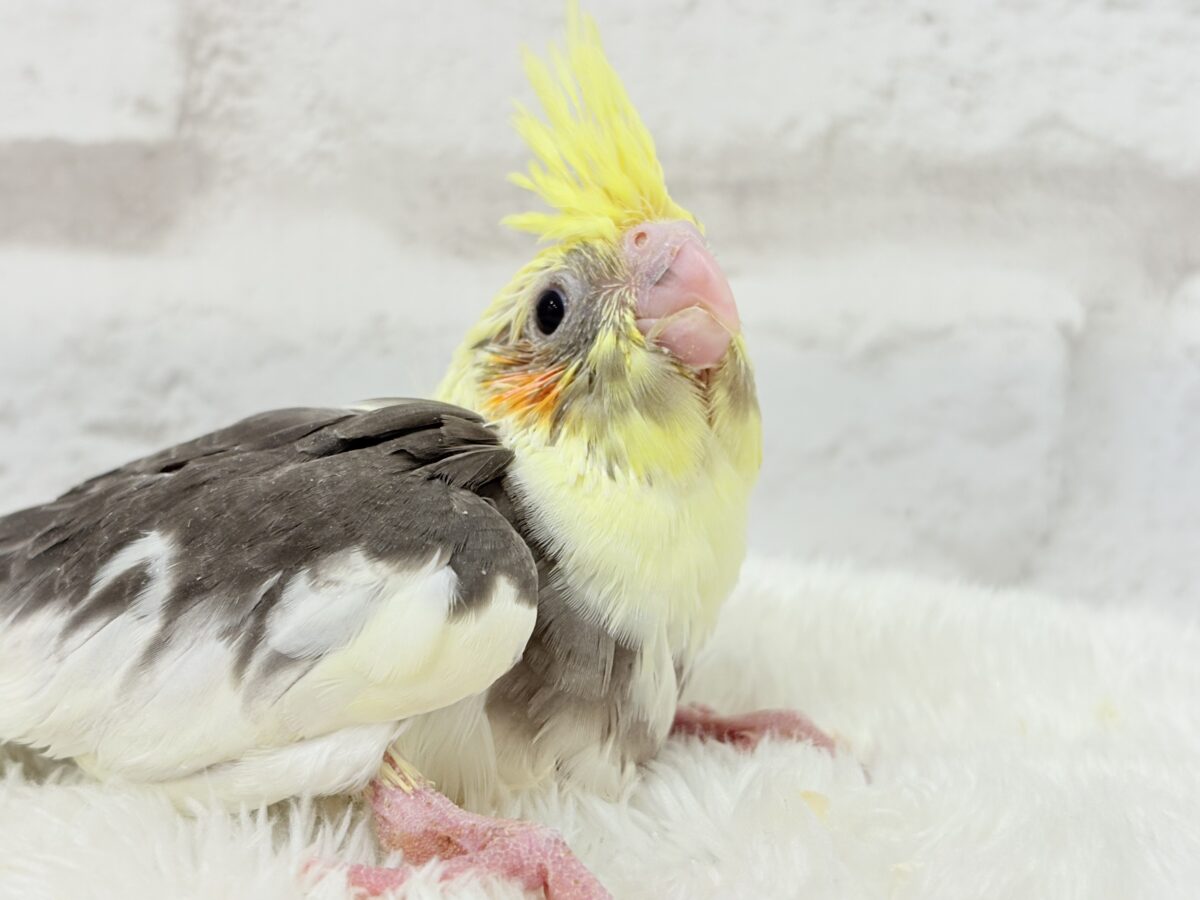 オカメインコ