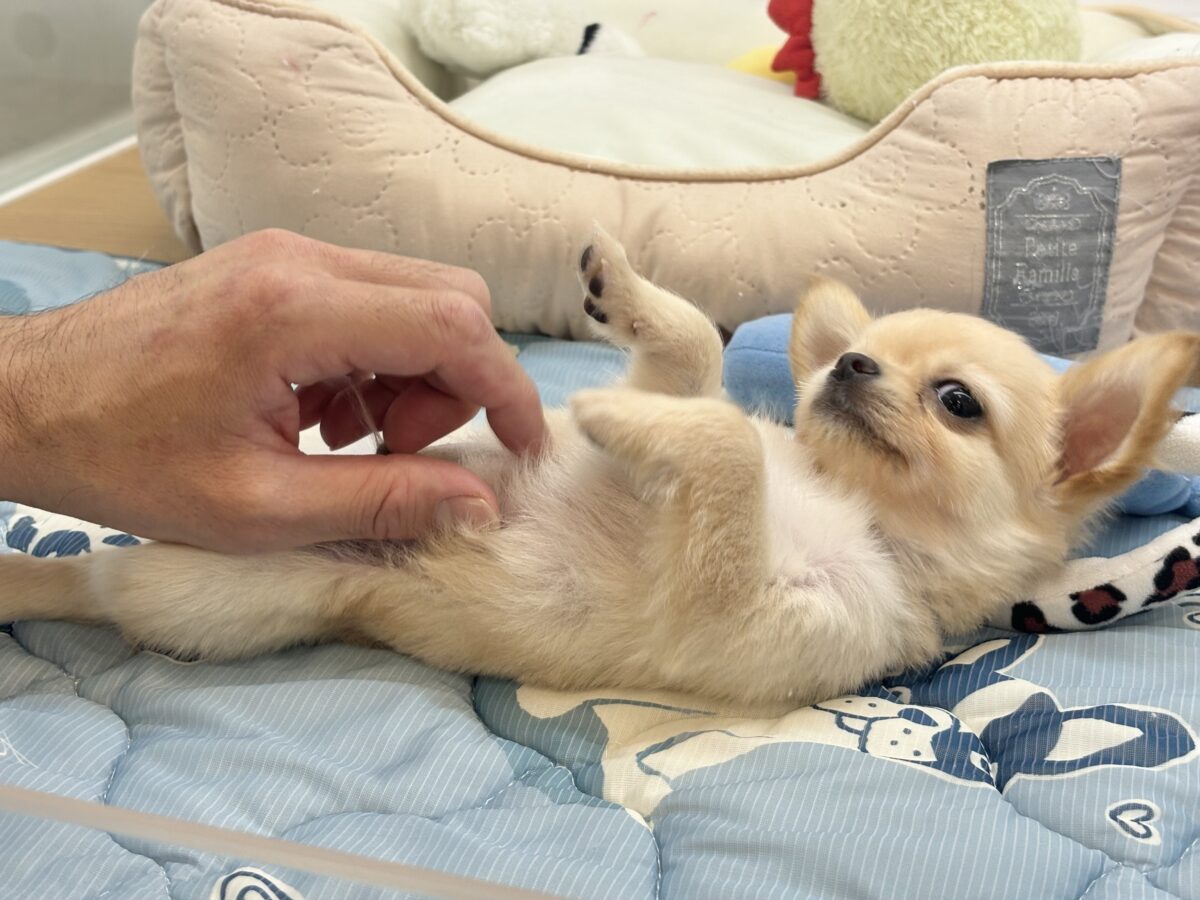 チワワ