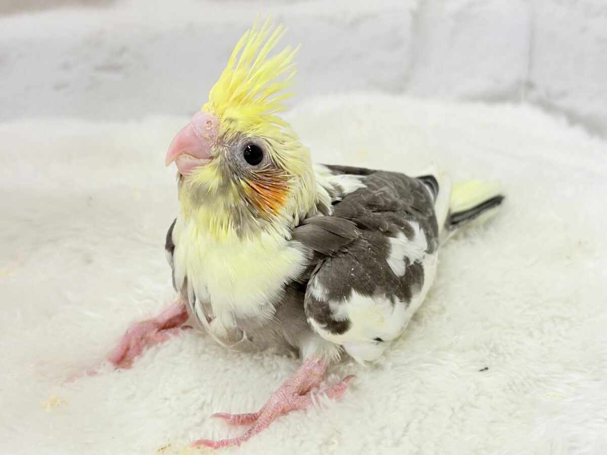 オカメインコ