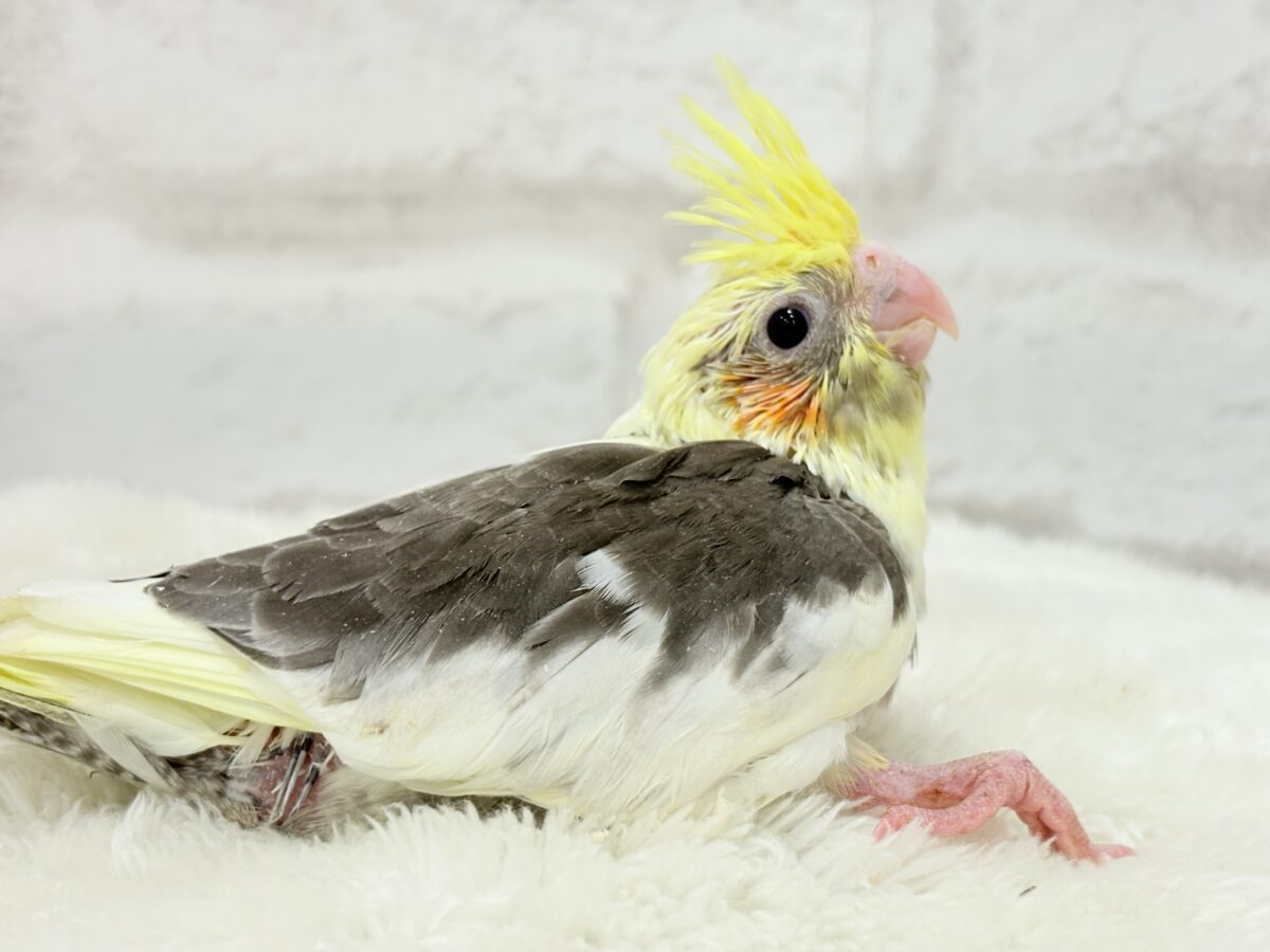 オカメインコ