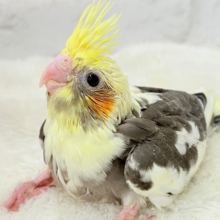 プリティフェイス🍒オカメ界のアイドル🐥🪇オカメインコ(パイド) ヒナ
