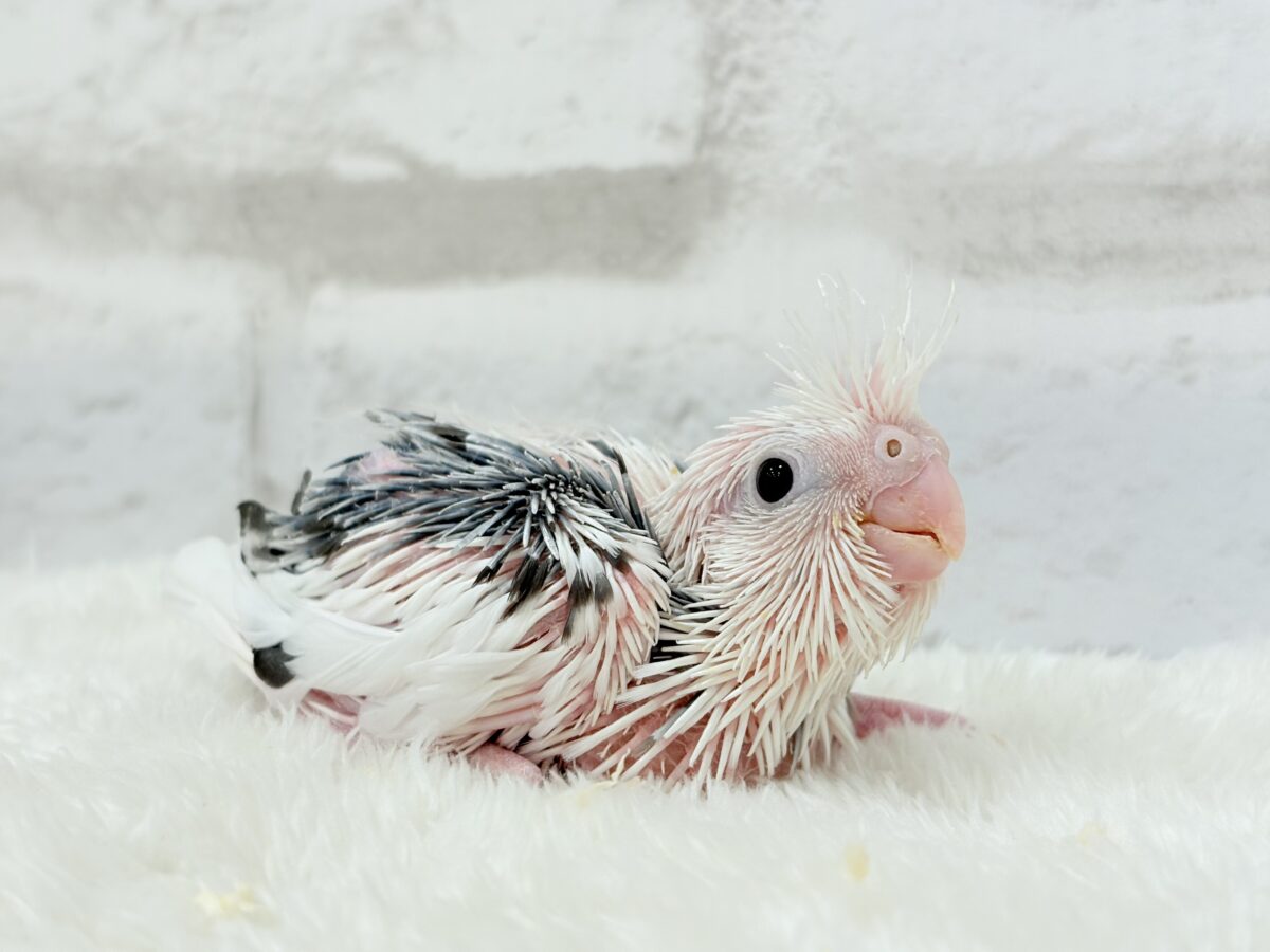 オカメインコ