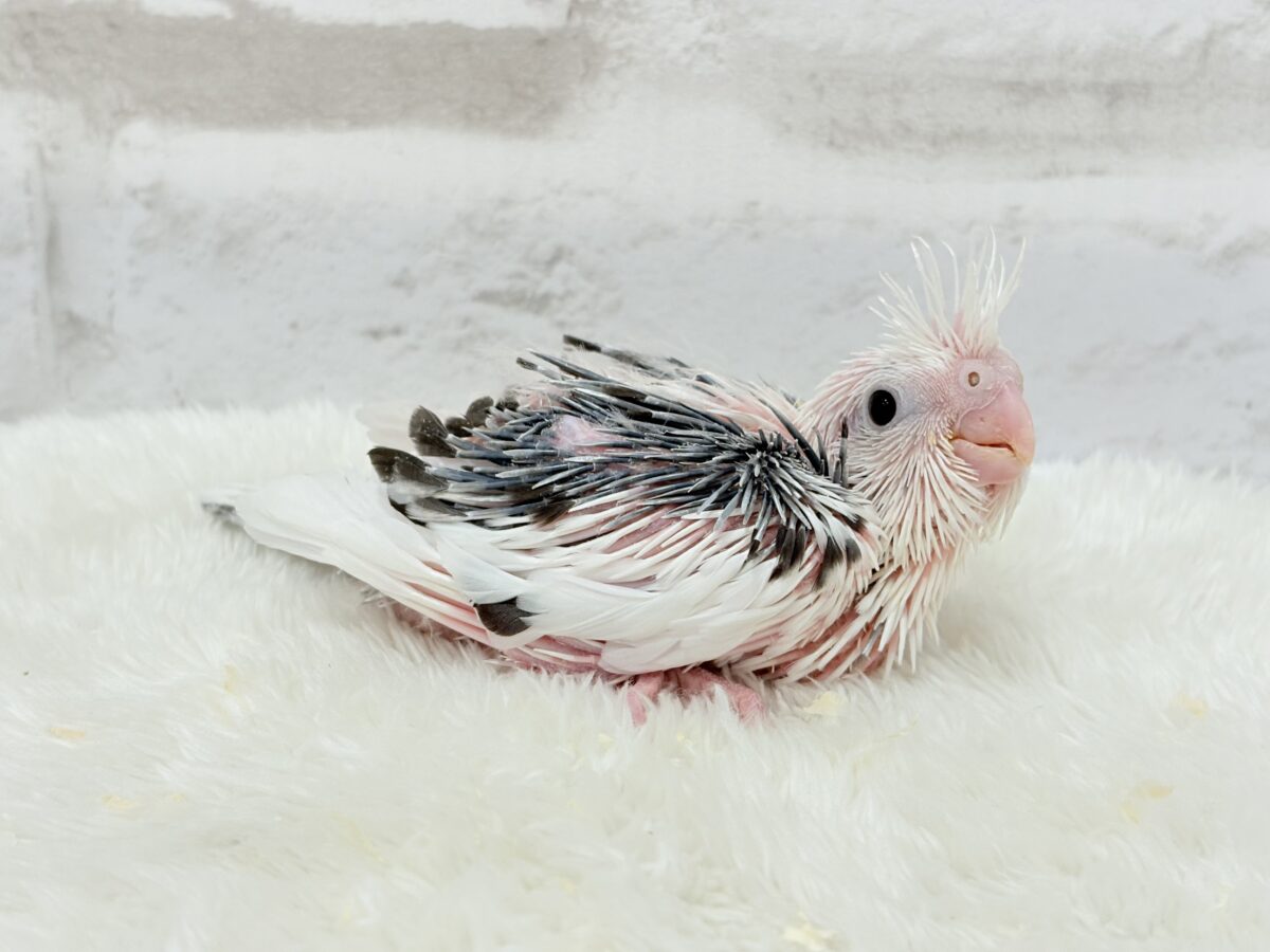 オカメインコ
