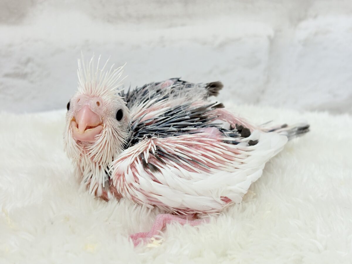 ピンクの地肌丸見えです🐣💖オカメインコ(WFパイド) ヒナ オカメインコ