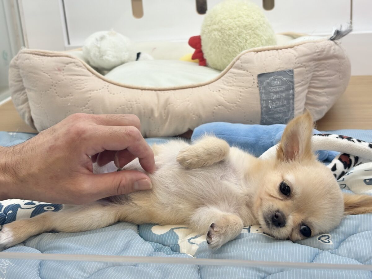 チワワ