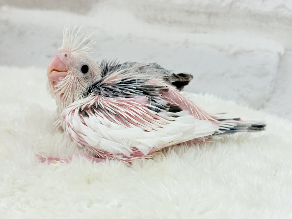 オカメインコ