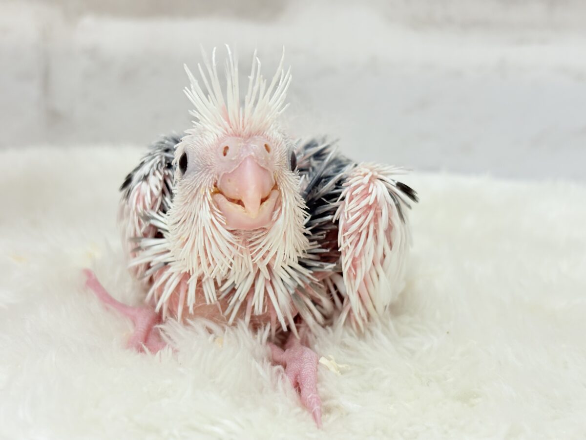ピンクの地肌丸見えです🐣💖オカメインコ(WFパイド) ヒナ オカメインコ