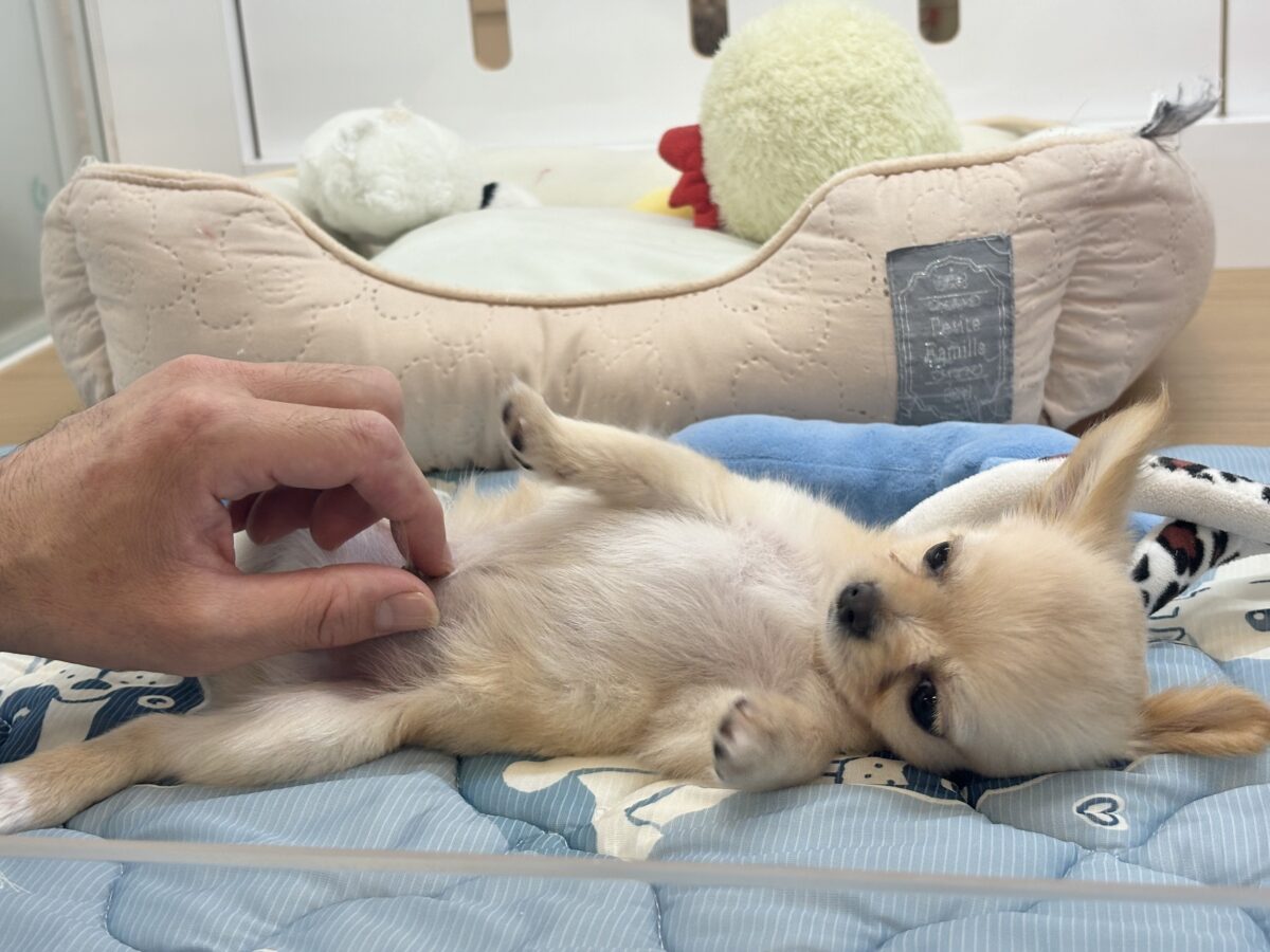 チワワ
