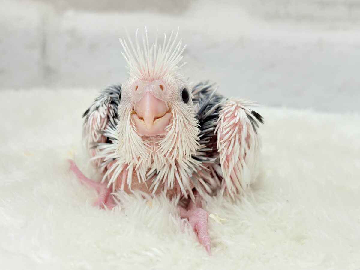 ピンクの地肌丸見えです🐣💖オカメインコ(WFパイド) ヒナ オカメインコ