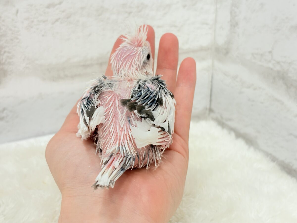 ピンクの地肌丸見えです🐣💖オカメインコ(WFパイド) ヒナ オカメインコ