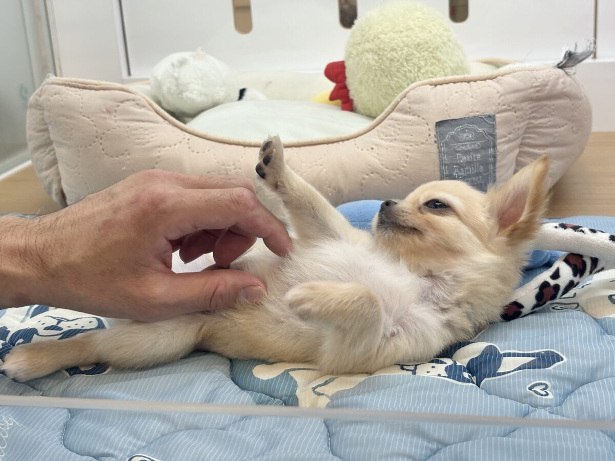 チワワ