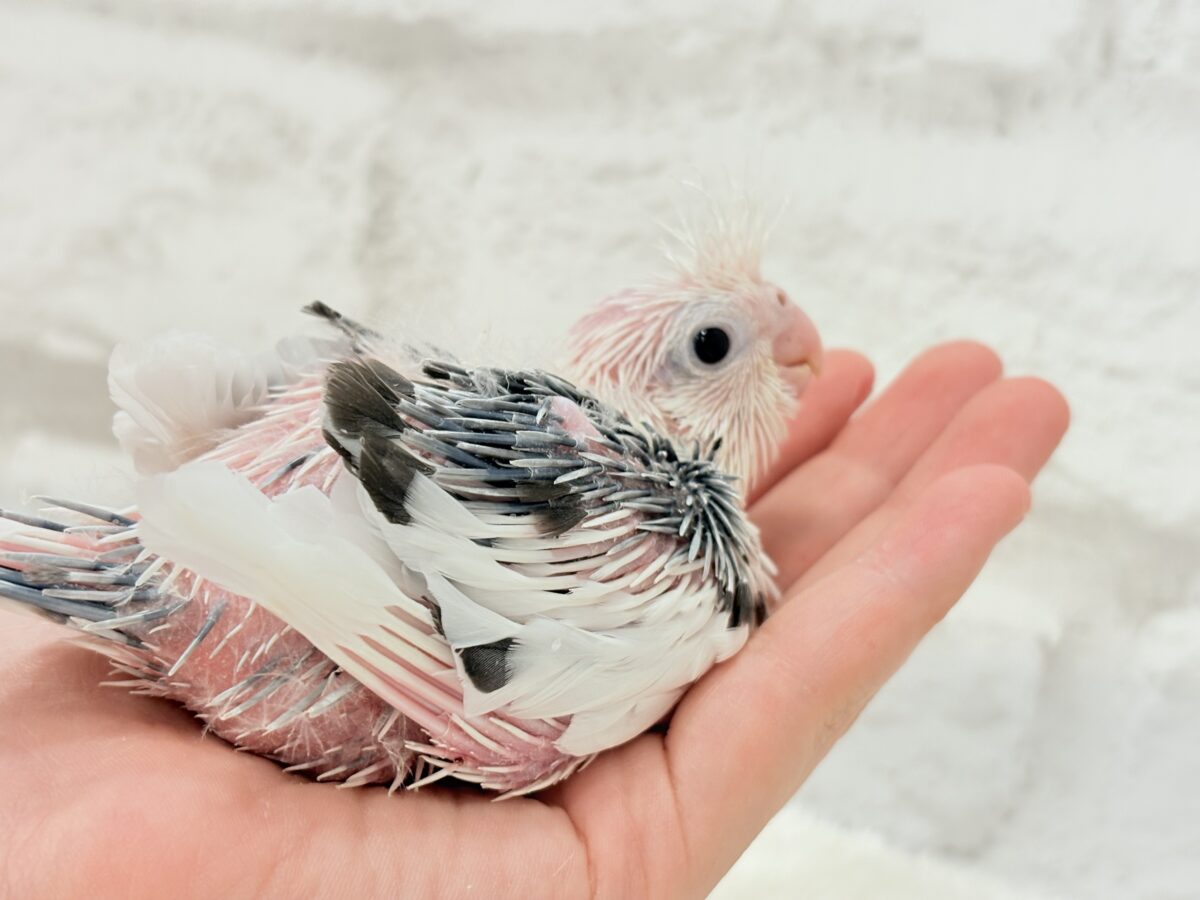 オカメインコ