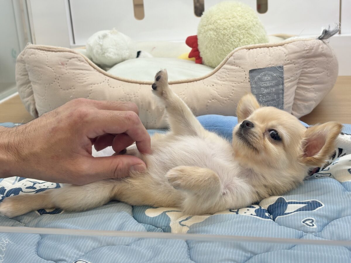 チワワ