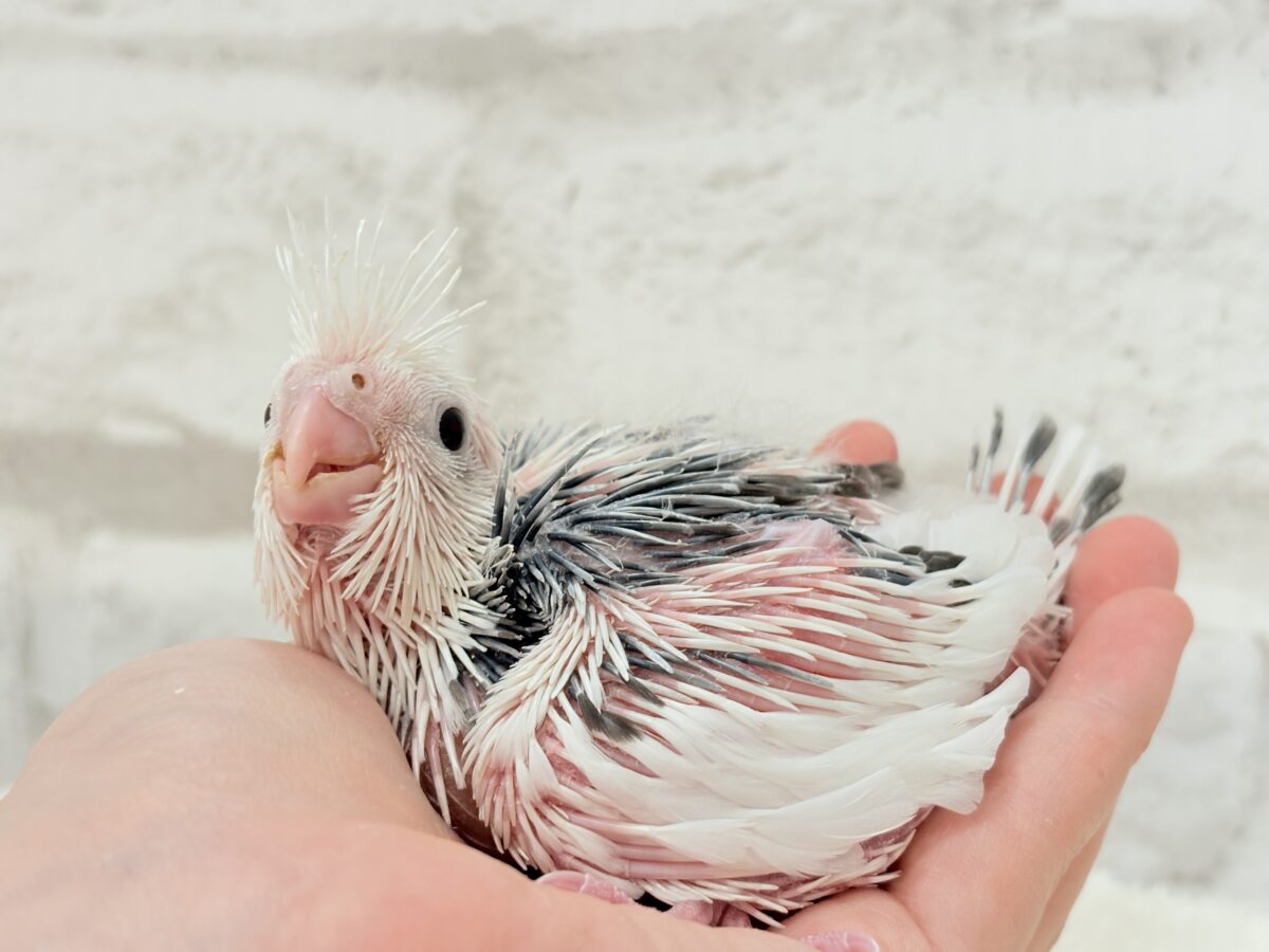 オカメインコ