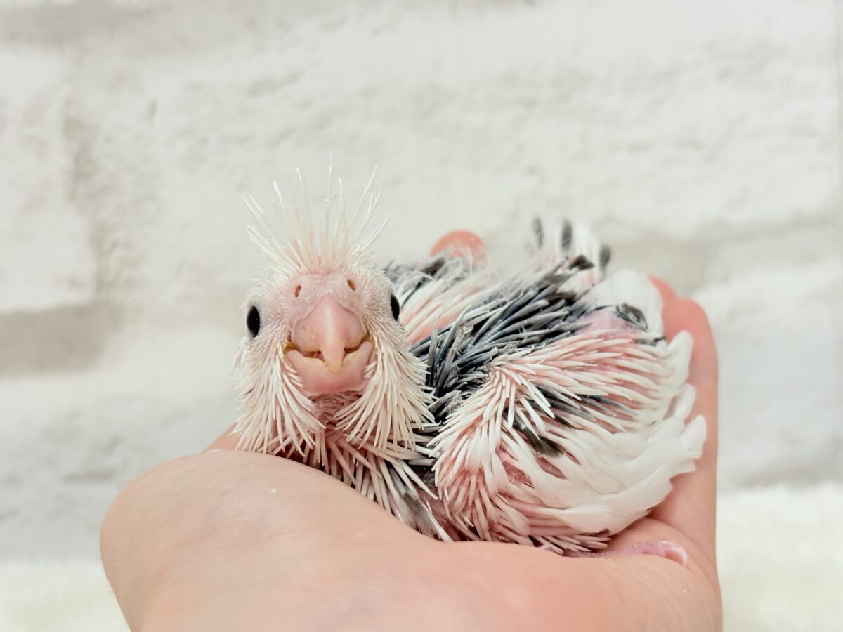 ピンクの地肌丸見えです🐣💖オカメインコ(WFパイド) ヒナ オカメインコ