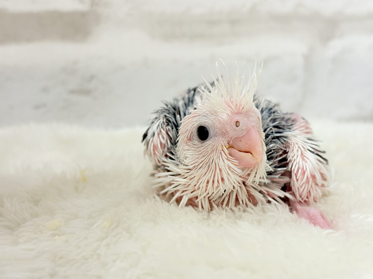 オカメインコ