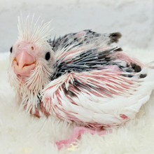 ピンクの地肌丸見えです🐣💖オカメインコ(WFパイド) ヒナ