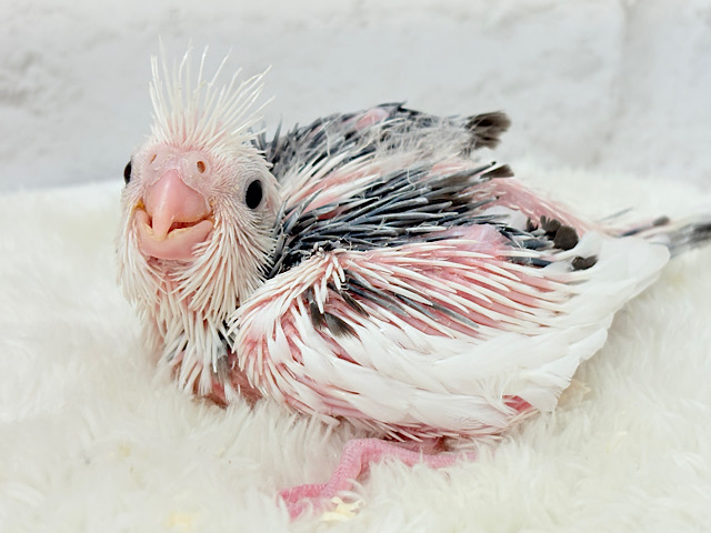 ピンクの地肌丸見えです🐣💖オカメインコ(WFパイド) ヒナ ピンクの地肌丸見えです🐣💖オカメインコ(WFパイド) ヒナ